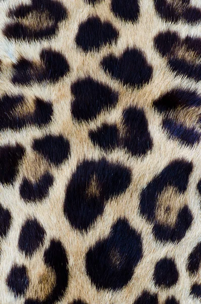 Gros plan cheveux léopard — Photo