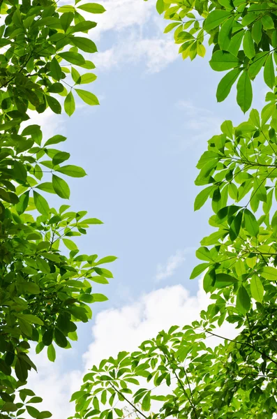 Arka planda gökyüzü ile yaprak yeşil — Stok fotoğraf
