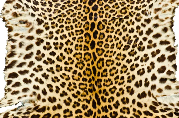 Closeup real tiger fur — Stock Photo, Image