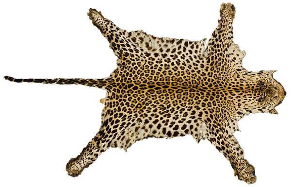 Luipaard bont volledige lichaam voor achtergrond Stockafbeelding