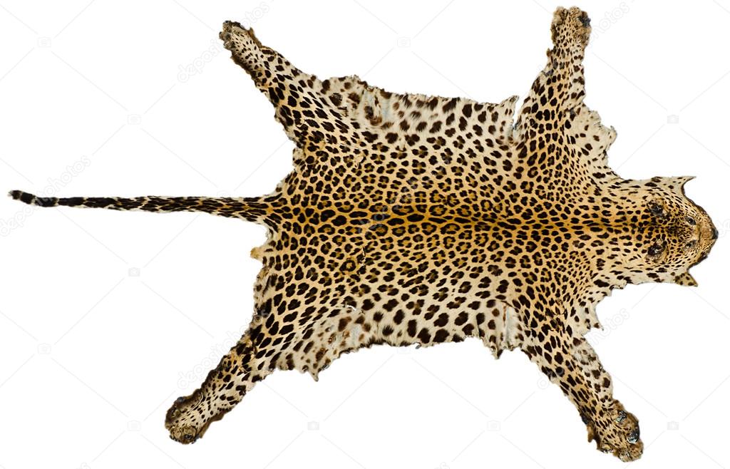 Leopard fur full body for background