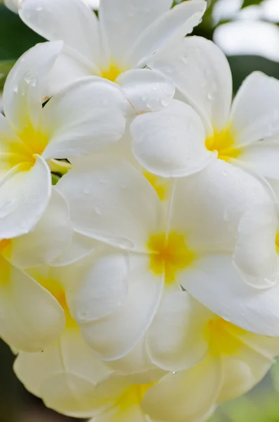 çiçeği beyaz frangipani