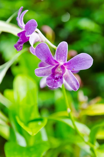 Closeup blossom violet orchid — Stock Photo, Image