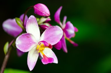 pembe orkide çiçeği