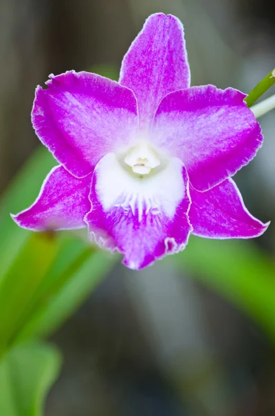 Orchidea viola — Foto Stock