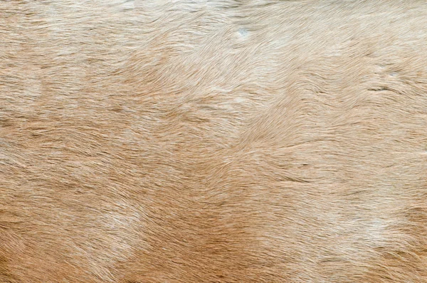 Real deer fur — Stock Photo, Image