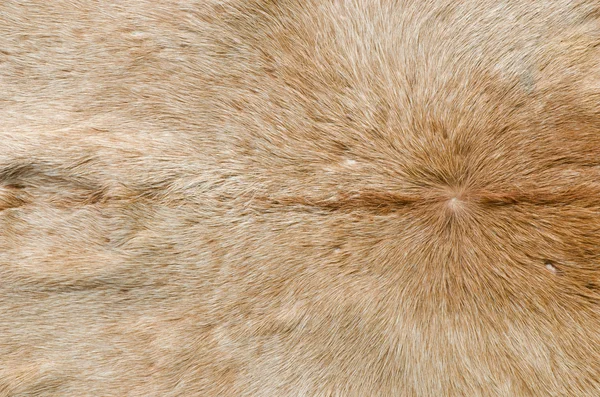Pellicce di cervo — Foto Stock