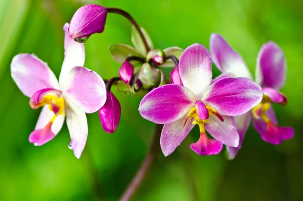 Růžový květ orchideje — Stock fotografie