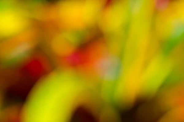 Färgglada löv suddig bild — Stockfoto