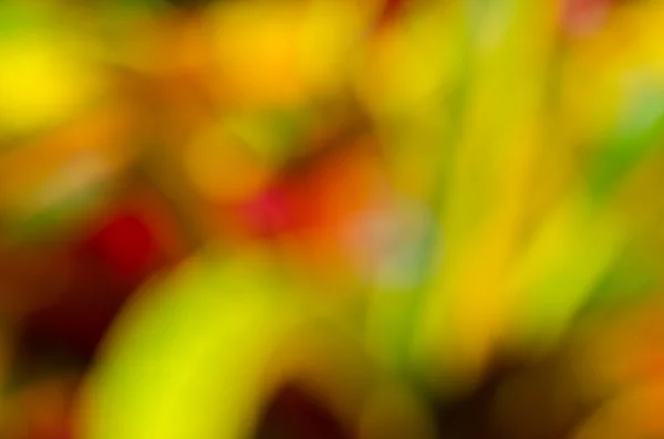 renkli yaprak blur görüntü