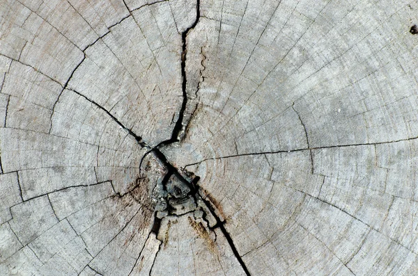 Skutečné dřevo crack — Stock fotografie