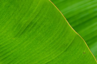 closeup muz yaprağı