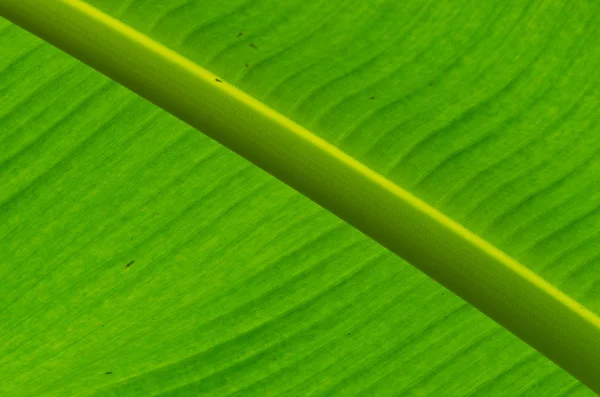 Hoja de plátano —  Fotos de Stock