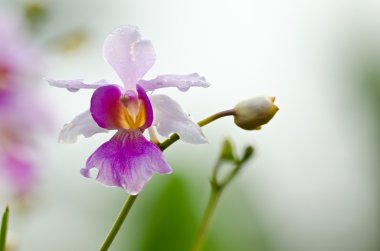 Orkide çiçeği