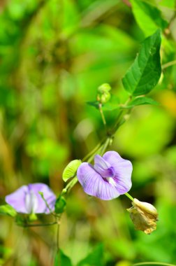 Menekşe çiçek çiçek