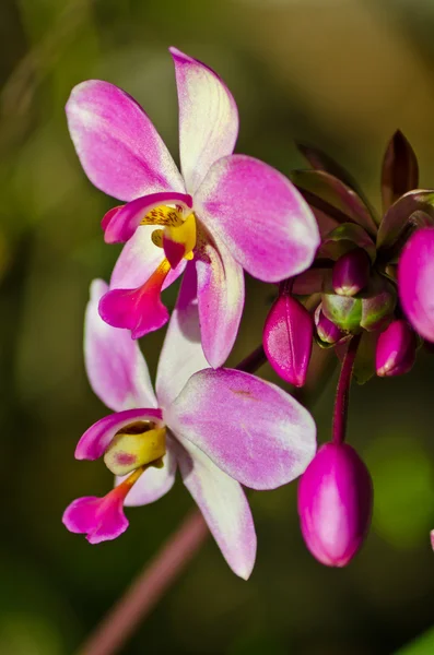 Flor violeta — Foto de Stock