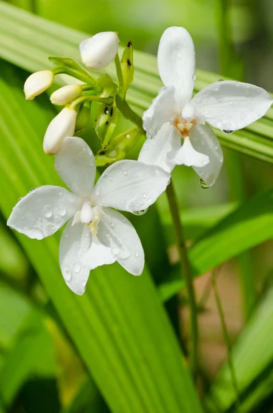 Flor blanca flor —  Fotos de Stock