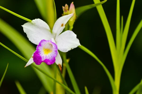 Pequena orquídea — Fotografia de Stock