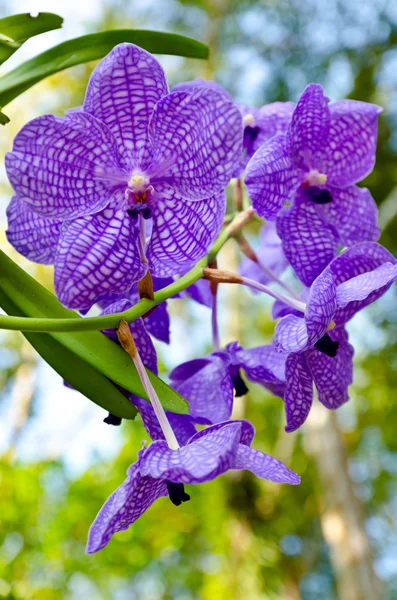 Flor de orquídea violeta —  Fotos de Stock