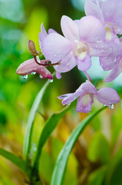 Orchidea di freschezza — Foto Stock