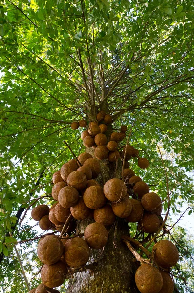 Arbre à boules de canon — Photo