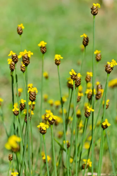 Flor de campo amarillo — Foto de Stock
