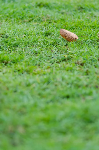 Green grass — Stock Photo, Image