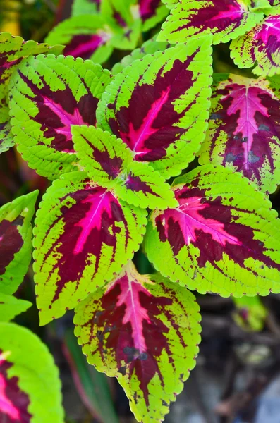 Color leaf — Stock Photo, Image