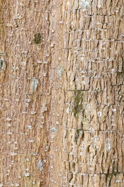 Grande superficie dell'albero — Foto Stock