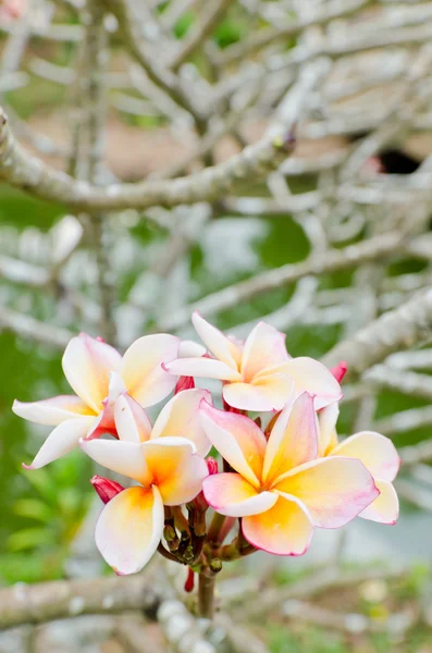 Краса цвітіння frangipani — стокове фото