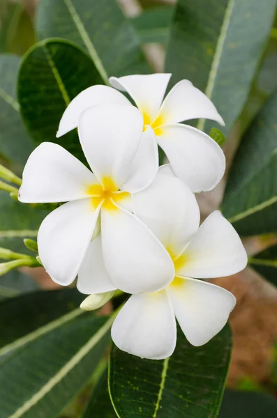 Floraison Frangipani — Photo