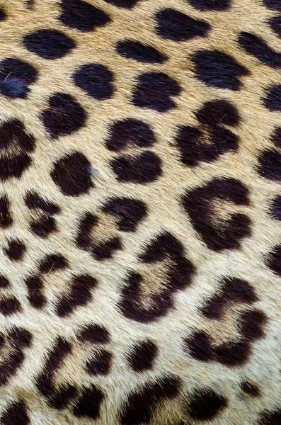 Leopard haar close-up Stockfoto