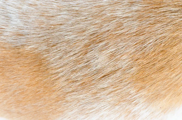 Closeup big dog hair — Stock Photo, Image