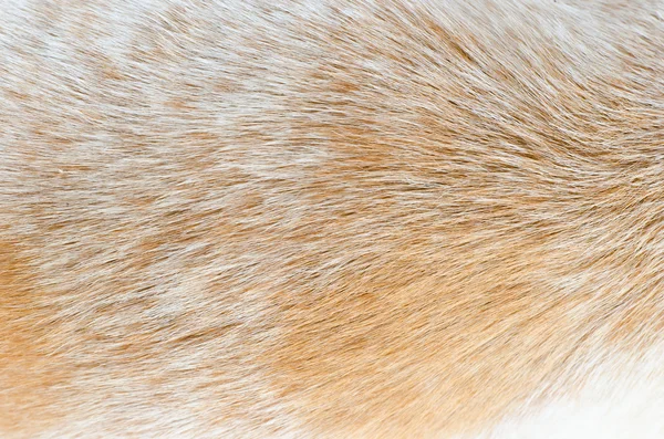Gros plan gros poils de chien — Photo