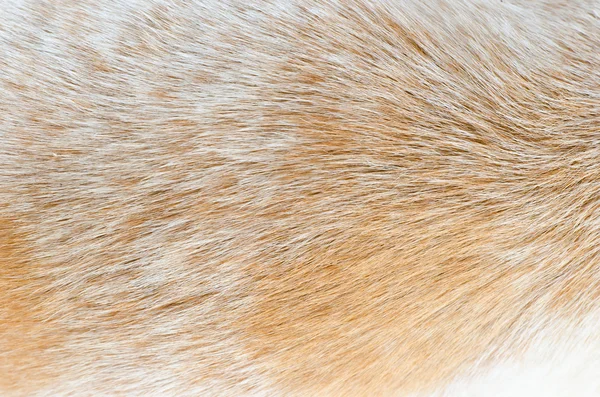 closeup büyük köpek kılı
