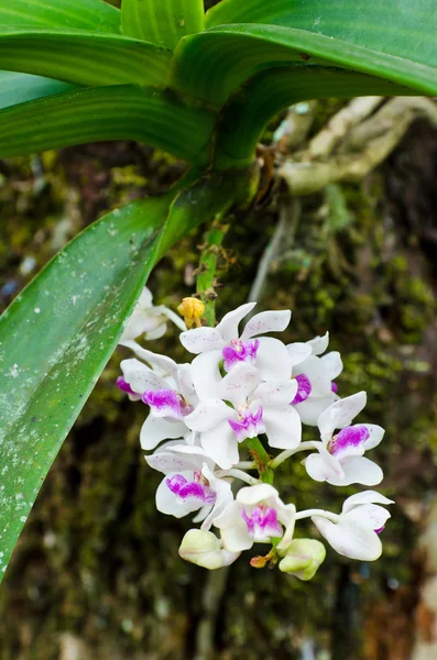 Flor de orquídea blanca con hoja verde fresca —  Fotos de Stock