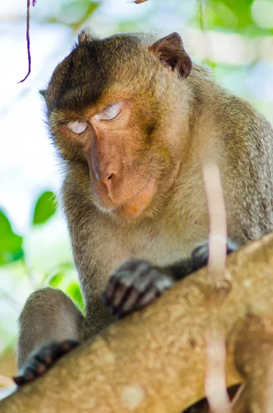 Крупный план спящей обезьяны — стоковое фото