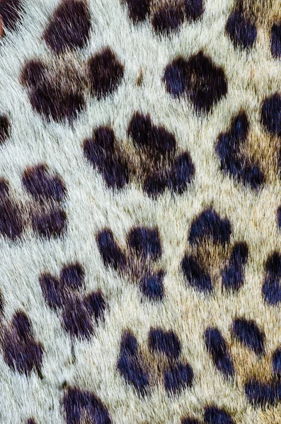 Closeup tiger fur for background — Stock Photo, Image