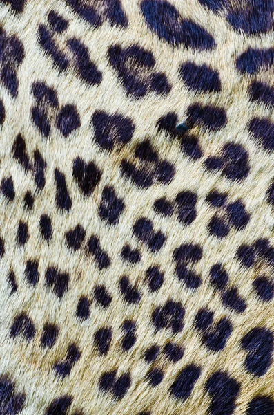 closeup kaplan kürk
