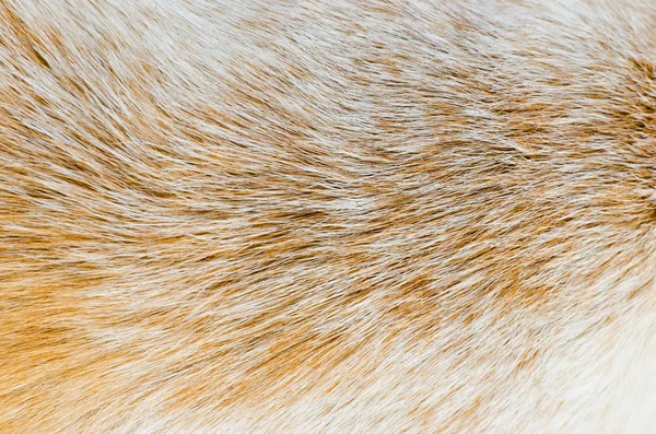 Closeup image of big dog hair — Stock Photo, Image