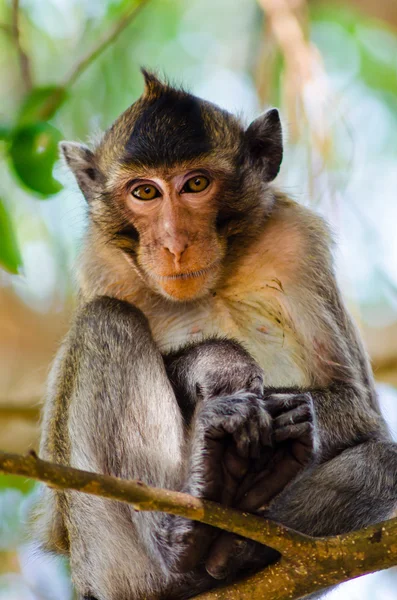 Closeup image of little monkey — Stock Photo, Image