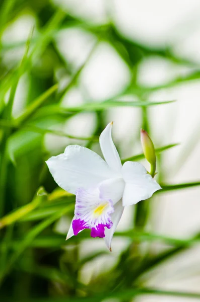 Pequeña flor de orquídea blanca primer plano — Foto de Stock