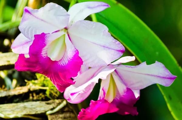 Primer plano flor de orquídea blanca grande — Foto de Stock