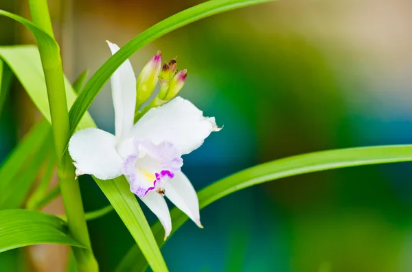 Weiße Blüten Orchidee Nahaufnahme — Stockfoto