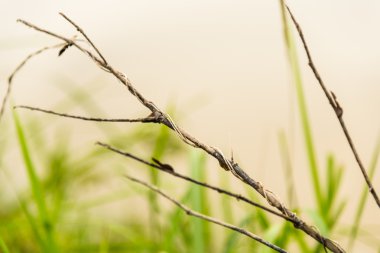 Kuru sopa ile arka planda yeşil çimen