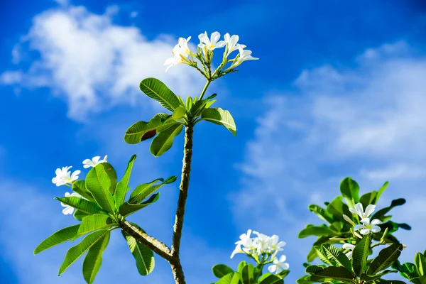 Virága fehér frangipani kék ég — Stock Fotó