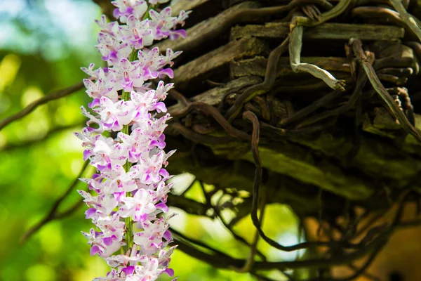Primer plano pequeña orquídea de flor violeta — Foto de Stock