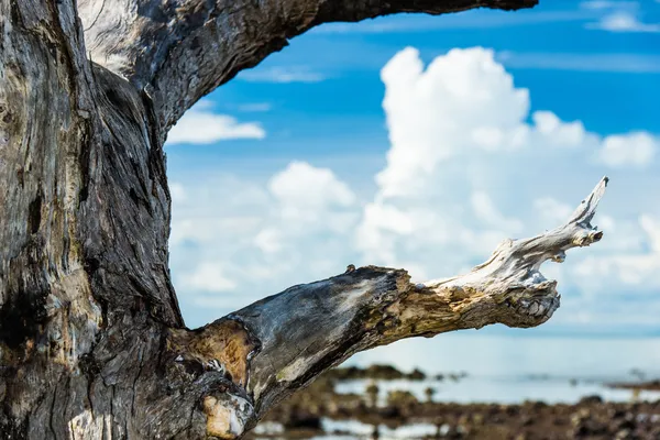 Closeup old dry tree with blue sky and cloud in back — Stock Photo, Image