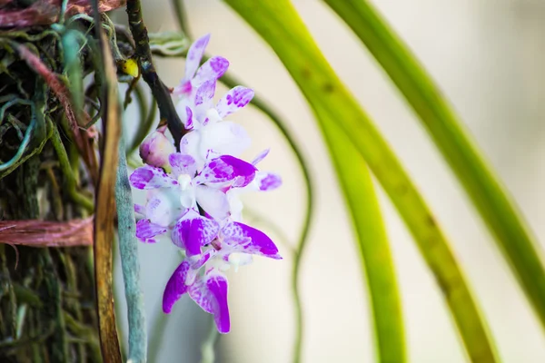 Close-up te weinig violet bloesem orchid — Stockfoto