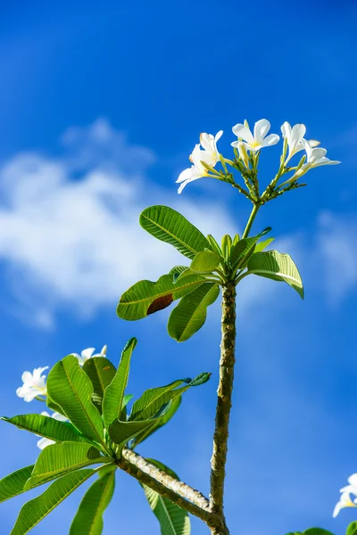 Flor frangipani blanco con la belleza del cielo azul en la parte posterior —  Fotos de Stock